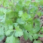 Green Coriander (Hari Dhaniya)-250gm