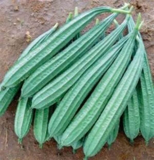 Ridge Gourd (Turai)-Per Kg – Rohtas Organic Farm