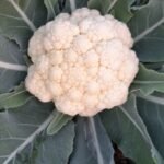 White Cauliflower (Phool Gobhi)-Per Kg