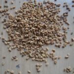 Methi Dana/Fenugreek-200gm