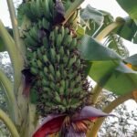 Kachha Kela-Per Piece