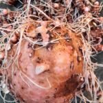 Elephant Foot Yam/Suran-500gm