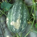 PUMPKIN/KOHNRA-PER KG