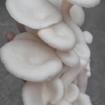 Oyster Mushroom-500gm