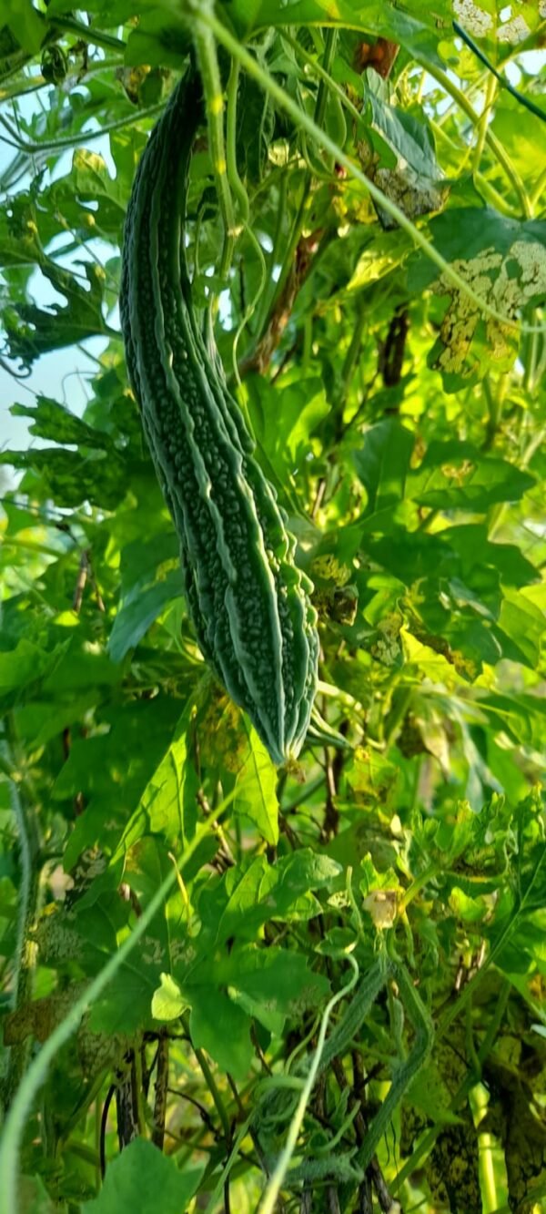 Karela-Per Kg