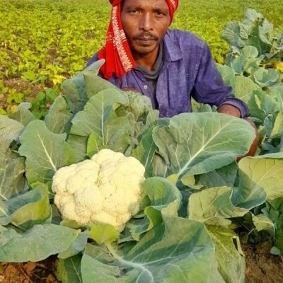 Cauli flower